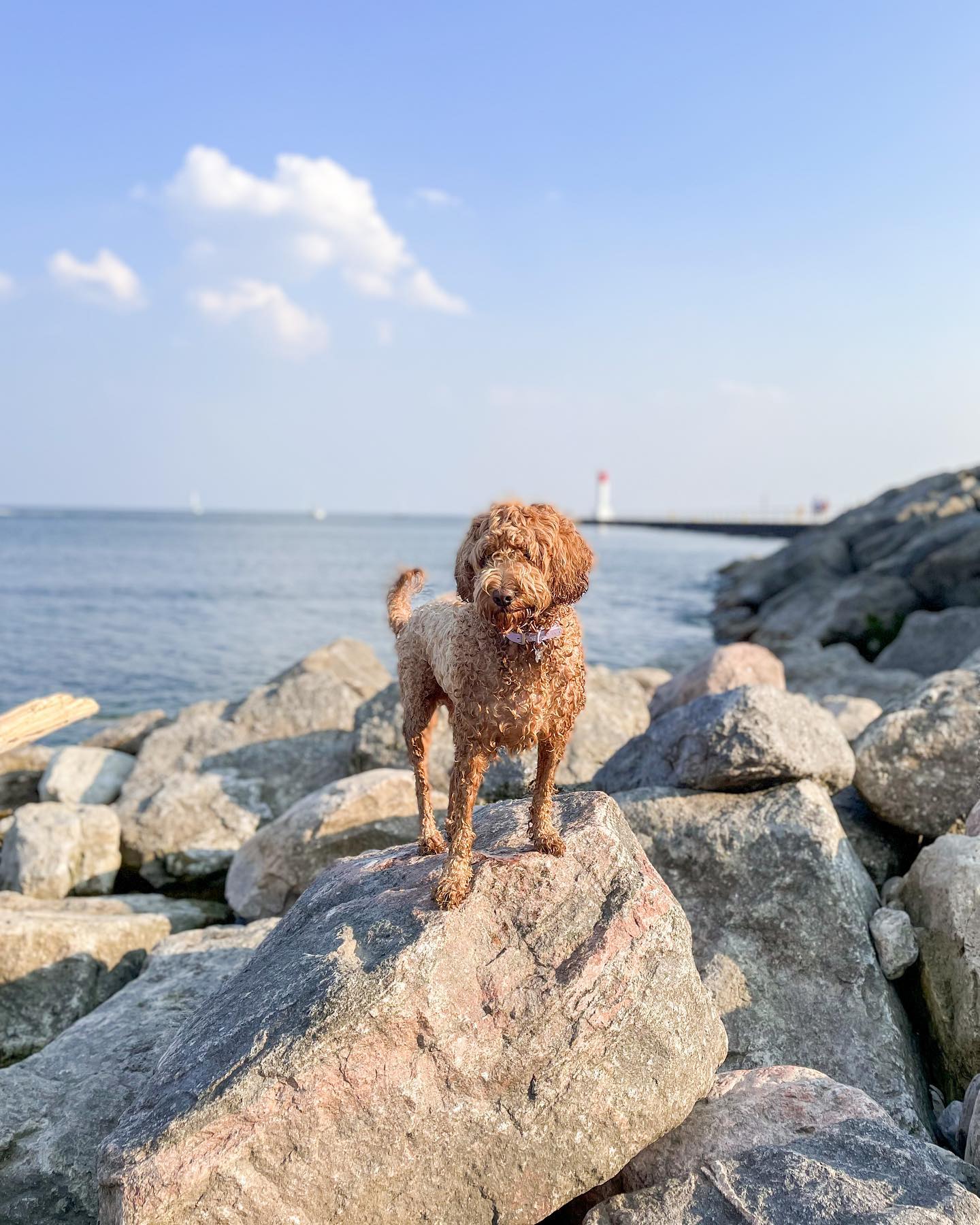 How to Restore Faux Sherpa Fleece Boo! It's bloo!