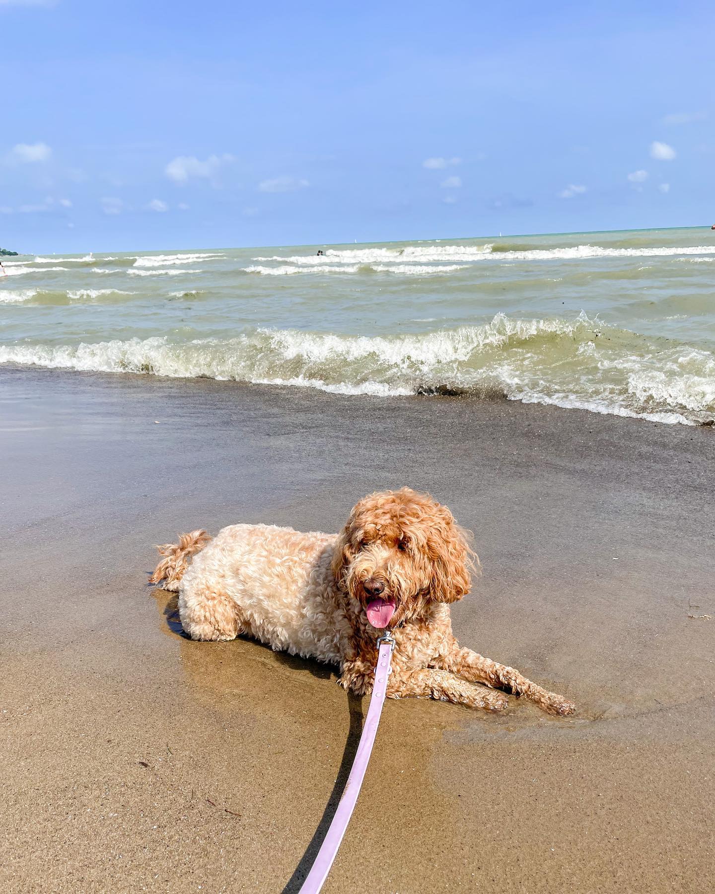 Beach day!! ⛱
A little too wavy for swimming, but happy with our annual romp on a sand beach. 
.
.
.
.
.
#goldendoodle #goldendoodlesofinstagram #doodlesofinstagram #doodlelove #doodsofcanada #dogsoftoronto #dogsofinsta #dogsonadventures #waterdogsofinstagram #minigoldendoodlepuppy #minigoldendoodle