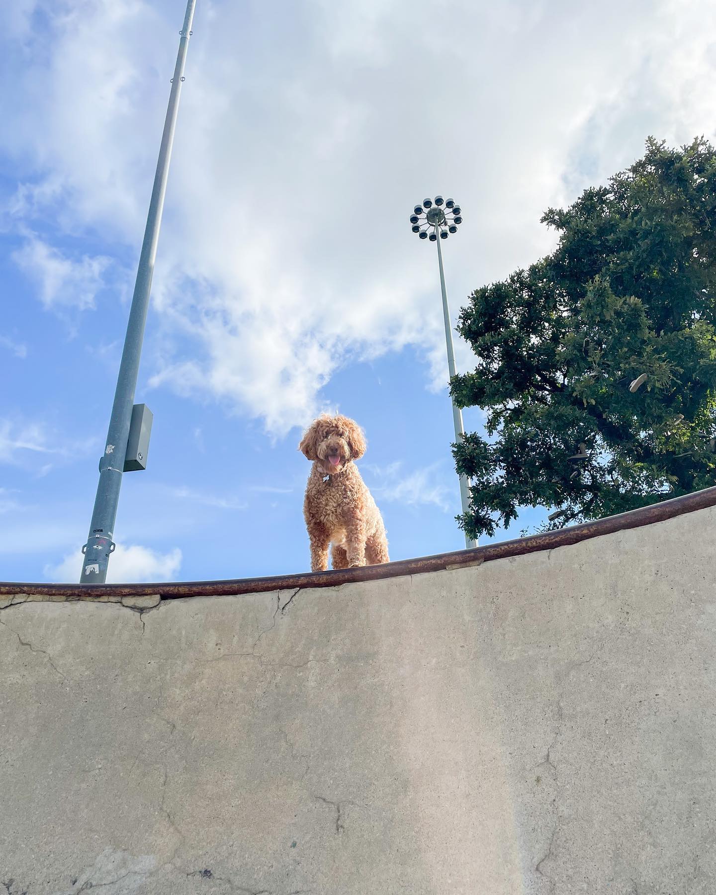 How to Restore Faux Sherpa Fleece Boo! It's bloo!