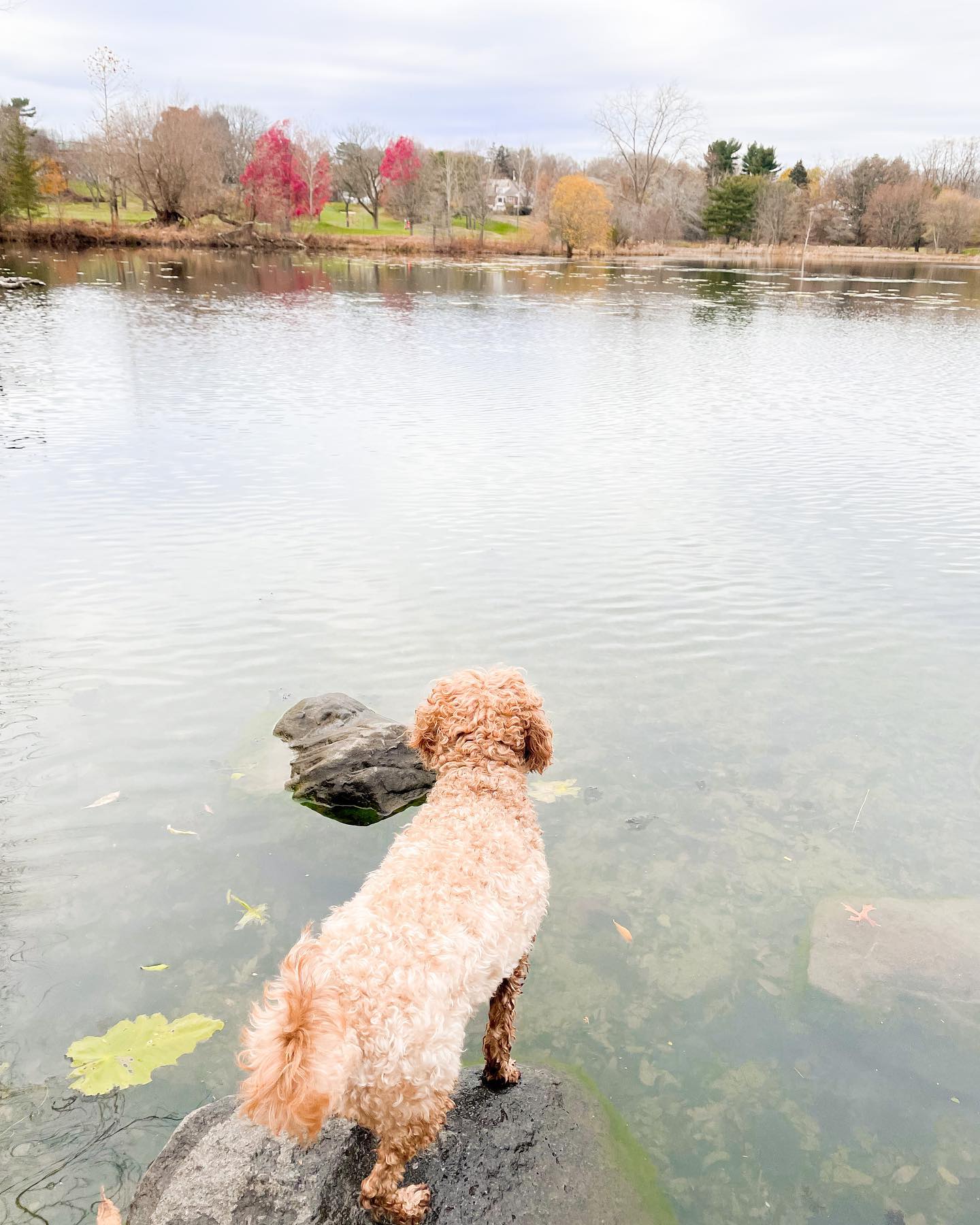 This pond, she be fresh. 🐾