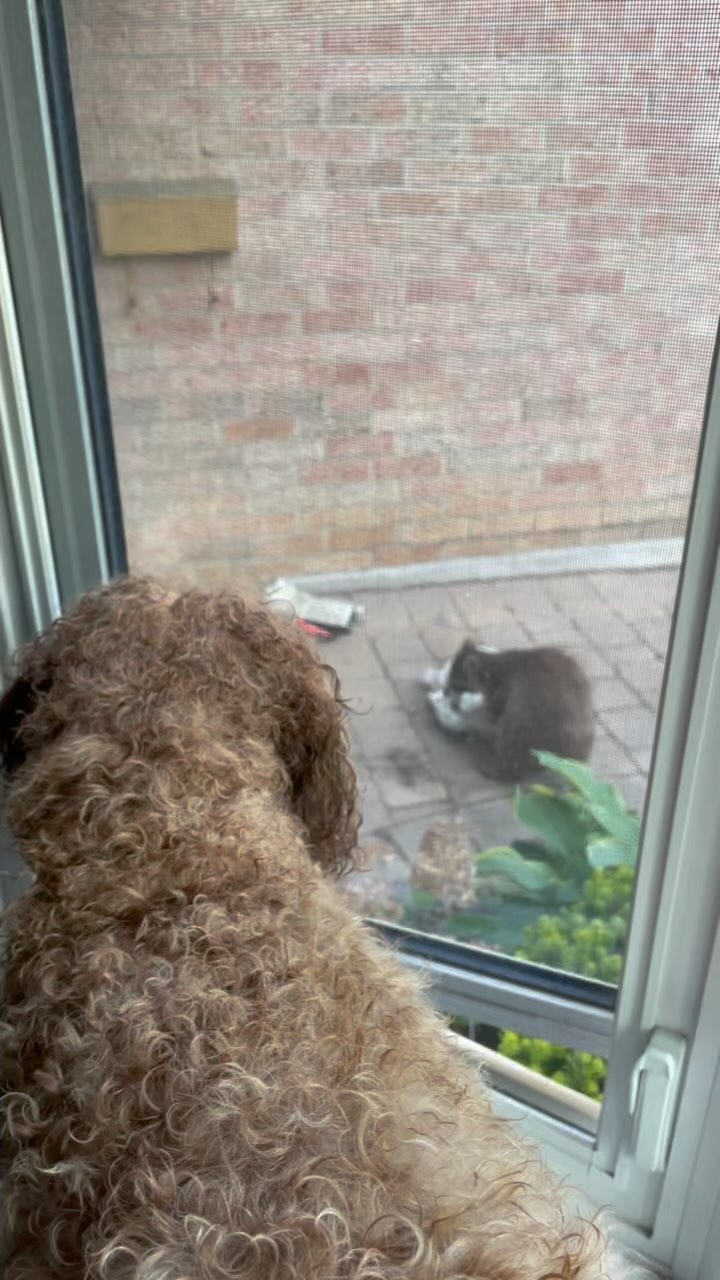 How to Restore Faux Sherpa Fleece Boo! It's bloo!